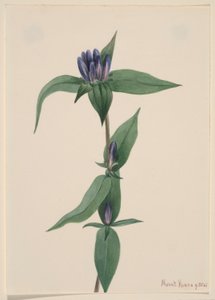 Genciana de garrafa (Gentiana saponaria) de Mary Vaux Walcott