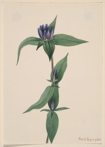 Garrafa Gentian Gentiana saponaria, 1905. de Mary Vaux Walcott