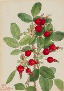 Bourgeau Rose Rosa bourgeauiana, 1923. de Mary Vaux Walcott