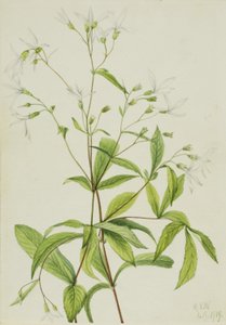 Raiz-de-bruxa (Porteranthus trifoliatus) de Mary Vaux Walcott