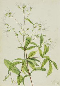 Bowmansroot Porteranthus trifoliatus, 1919. de Mary Vaux Walcott