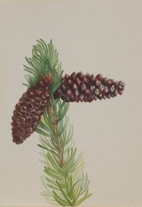 Pinheiro-bravo (Pinus aristata) de Mary Vaux Walcott