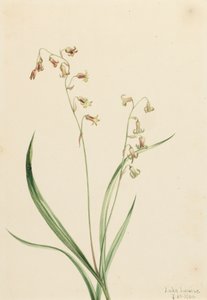 Bronzebells Stenanthium occidentale, 1906. de Mary Vaux Walcott