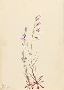 Lobélia do ribeiro (Lobelia kalmii) de Mary Vaux Walcott