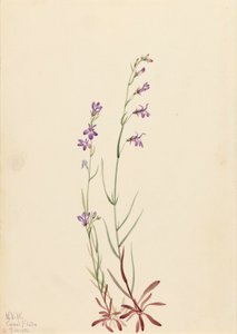 Brook Lobelia Lobelia kalmii, 1923. de Mary Vaux Walcott