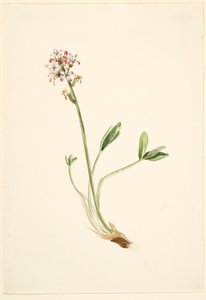 Fava-de-burro (Menyanthes trifoliata) de Mary Vaux Walcott