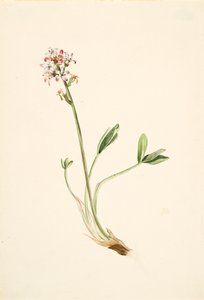 Buckbean Menyanthes trifoliata, ca. 1900-1920. de Mary Vaux Walcott