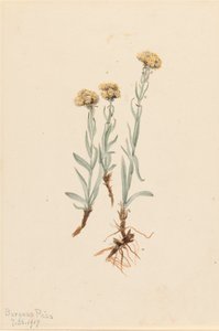Buff Pussytoes Antennaria luzuloides, 1917. de Mary Vaux Walcott