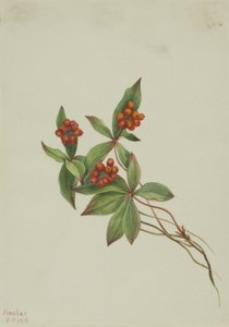 Bunchberry (Cornus canadensis) de Mary Vaux Walcott