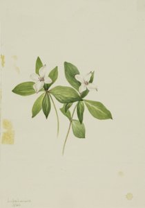 Bunchberry (Cornus canadensis) de Mary Vaux Walcott