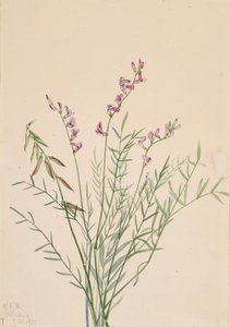 Burgess Milkvetch Astragalus bourgovii, 1922. de Mary Vaux Walcott