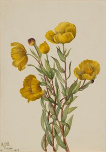 Dendromecon rigidum (Dendromecon rigidum) de Mary Vaux Walcott