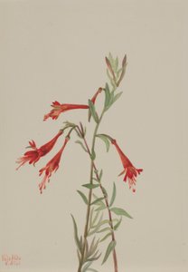 Fuschia da Califórnia (Zauschneria californica) de Mary Vaux Walcott