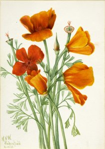 Califórnia Poppy Eschscholtzia californica, 1935. de Mary Vaux Walcott