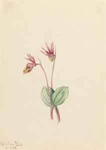 Calypso Cytherea bulbosa, 1916. de Mary Vaux Walcott