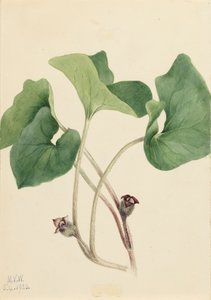 Canada Wild Ginger Asarum canadense, 1920. de Mary Vaux Walcott