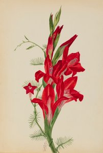 Cannas e Cypress Vine (Canna species e Ipomoea quamoclit) de Mary Vaux Walcott