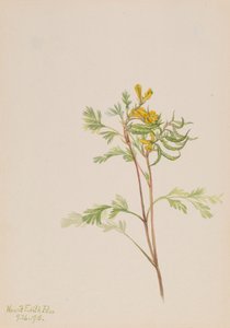 Capnoides aureum, 1918. de Mary Vaux Walcott