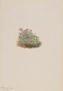 Tapete Rosa Silene acaulis, 1905. de Mary Vaux Walcott