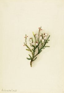 Cassiope Cassiope mertensiana, ca. 1900-1905. de Mary Vaux Walcott
