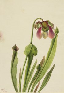 Catesby Pitcherplant Sarracenia catsaei, 1929. de Mary Vaux Walcott