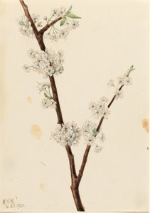 Ameixa de Chickasaw (Prunus angustifolia) de Mary Vaux Walcott