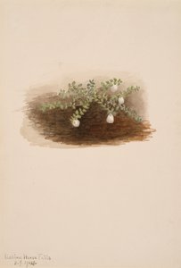 Chiogenes hispidula, 1904. de Mary Vaux Walcott