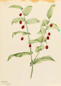 Caule torcido (Streptopus amplexifolius) de Mary Vaux Walcott