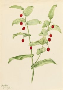 Fecho do Streptopus de talo torcido amplexifolius, 1916. de Mary Vaux Walcott