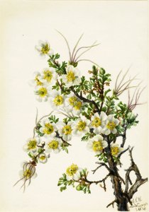 Cliffrose Cowania stanshuriana, 1934. de Mary Vaux Walcott