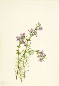 Conradina verticillata, 1934. de Mary Vaux Walcott