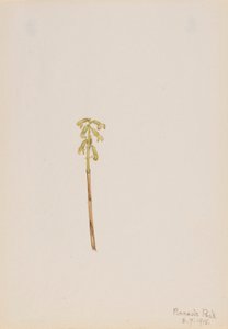 Corathorhiza corallorhiza de Mary Vaux Walcott