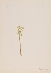 Corathorhiza corallorhiza, 1918. de Mary Vaux Walcott