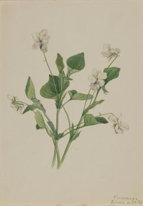 Cream Violet Striped Violet, 1918. de Mary Vaux Walcott