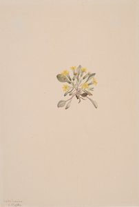 Crepis Elegans, 1904. de Mary Vaux Walcott