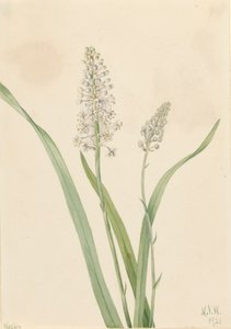 Crowpoison Chrosperma muscaetoxicum, 1921. de Mary Vaux Walcott