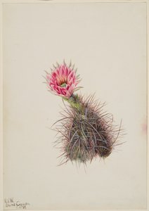 Cacto de Pepino, 1939. de Mary Vaux Walcott