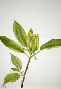 Árvore do pepino (Magnolia scuminata) de Mary Vaux Walcott