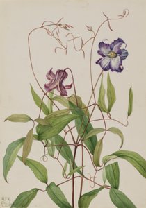 Clematis crespa (Clematis crispa) de Mary Vaux Walcott
