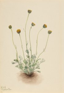 Cut Leaf Fleabane Erigeron nu, 1921 de Mary Vaux Walcott