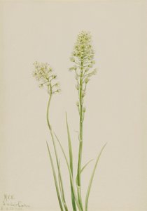 Morte de Camas Zygadenus venenosus, 1923. de Mary Vaux Walcott