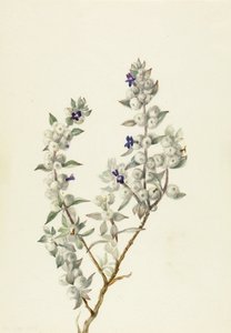 Salva do Vale da Morte (Salvia funerea) de Mary Vaux Walcott