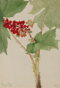 Devilsclub Echinopanax horridum, 1917. de Mary Vaux Walcott