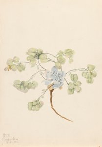 Dupla Física da Bexiga Didymocarpa, 1920. de Mary Vaux Walcott