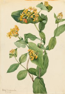 Madressilva de Douglas (Lonicera glaucescens) de Mary Vaux Walcott