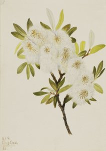 Drummond Willow Salix drummondiana, 1921. de Mary Vaux Walcott