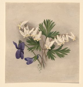 Biquinho (Bikukulla cucullaria) de Mary Vaux Walcott