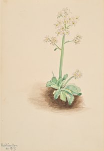 Saxifrage precoce Saxifraga virginiensis, 1917. de Mary Vaux Walcott