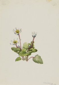 Elkslip Caltha leptosepala, 1916. de Mary Vaux Walcott