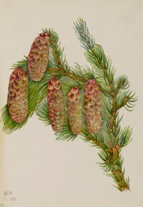 Engelmann Spruce Picea engelmanni, 1920. de Mary Vaux Walcott